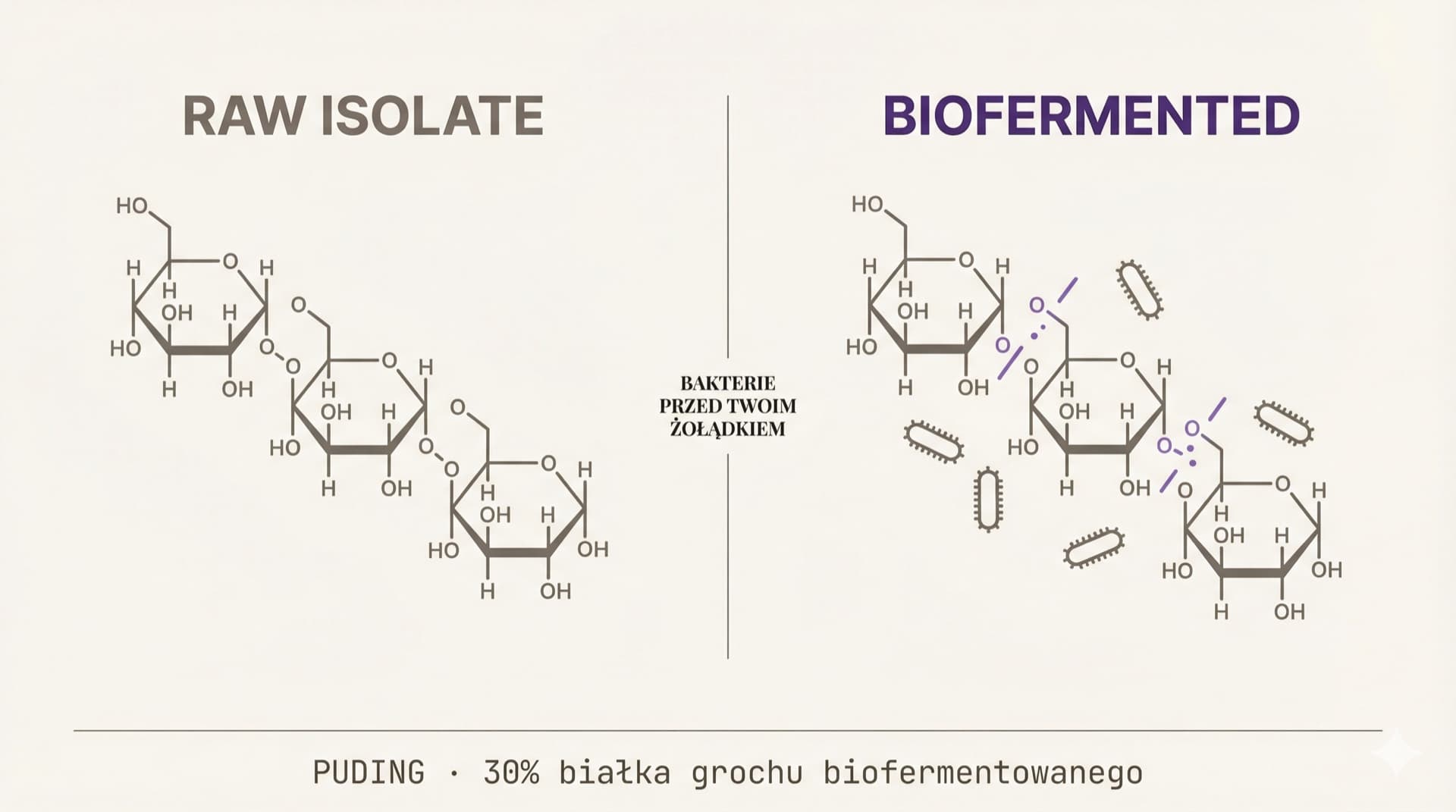 Surowy izolat vs Biofermentowany - rozkład oligosacharydów przez bakterie zanim trafią do żołądka